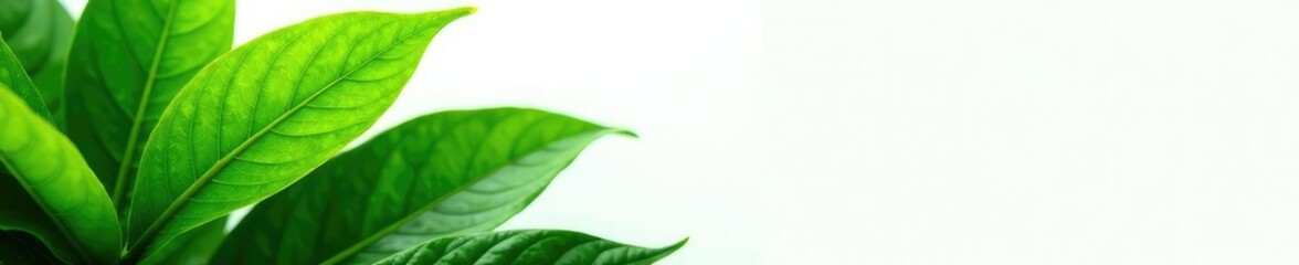 Lush green leaves isolated on white background, green leaf, plant life