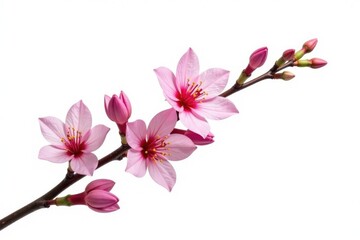 Long thin branch with flowers isolated on white background, branch, white, flower