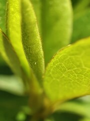 Close up em planta de jardim com lentes macro