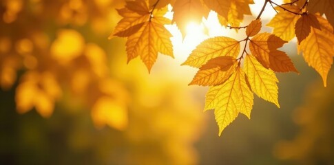 Obraz premium Hanging yellow leaves of a deciduous tree against a warm sunlight, autumn, foliage