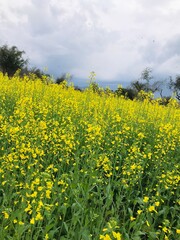 Obraz premium field of dandelions