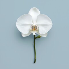 Elegant white orchid on a soft blue background, symbolizing purity and beauty in nature.