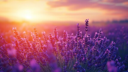 Obraz premium Lavender field sunset, vibrant colors, peaceful scene, perfect for relaxing backgrounds