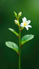 Fototapeta premium Freshly sprouted jasmine twig with tiny green leaves and delicate white flowers, floral, jasmine