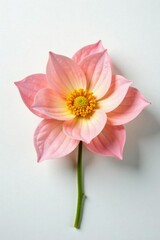 Delicate flower petals unfolding on white background, nature, blooming