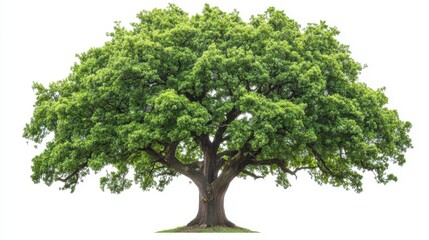 Obraz premium A vibrant green oak tree isolated on a white background, showcasing its robust trunk and expansive canopy.
