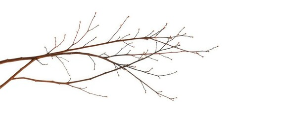 Delicate, bare branches isolated against a pure white backdrop, art,  elegant