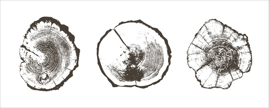 Cross sections of tree rings. Collection of tree stumps isolated. Slices of tree with growth rings, slabs of tree trunk. Natural cut wood. Ring pattern, wood texture. Vector design background elements