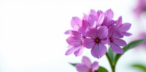 Vibrant purple flower cluster, pure white background, lavender tones, cluster