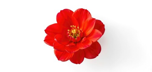 A single vibrant bloom, petals unfurled, isolated on pure white, graphic, design element