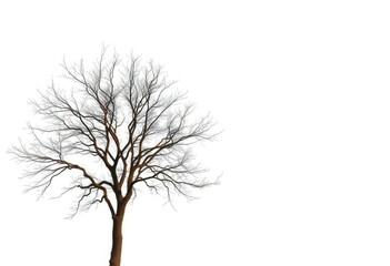 A lone deciduous tree, branches reaching skyward, set against pure white, vibrant, deciduous