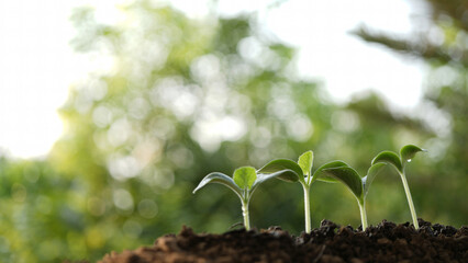 Home growth vegetable sports line up macro closeup