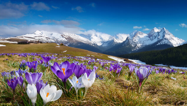 Alpenlandschaft im Fr&uuml;hling, Wiese mit Krokus-Blumen in wei&szlig; und Blau, schneebedeckte Berge-Generated Image