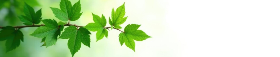 Obraz premium green ivy isolated against a soft white background, leaf, nature, simple