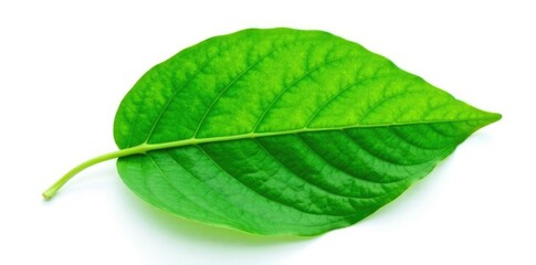 Fototapeta premium Green leaf isolated on white background with veins and texture, green, foliage