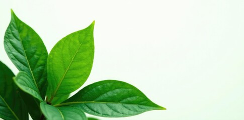 Fototapeta premium Green plant leaves with veins isolated on white background, botanical, isolated
