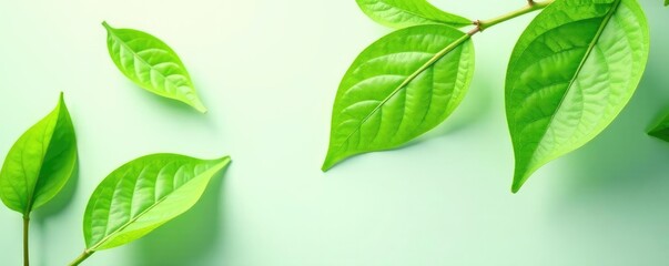 Leafy green isolated on white surface with subtle shadows, colors, organic, greens