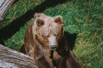 Fototapeta premium Close-up portrait of a bear napping in the sun against a background of green grass in Sweden zoo