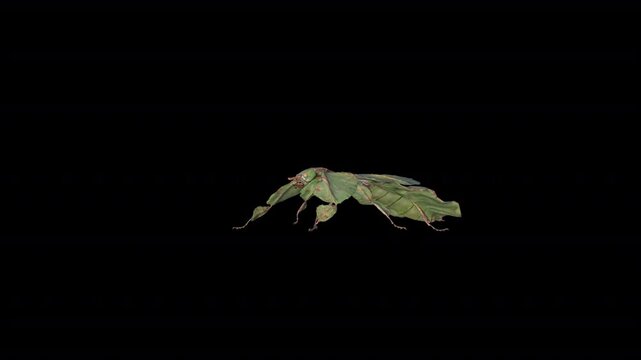  leaf insect 3D Video Animation