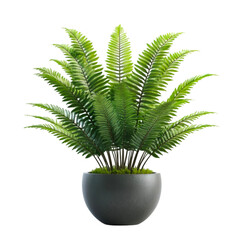Lush Green Fern in a Gray Pot Home Decor Plant Nature Indoor greenery
