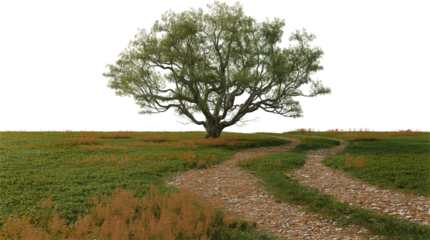 3d render of road in meadow with big tree on transparent background.