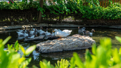 Decorative pond with white ducks and geese on sunny summer day. Concept of keeping poultry