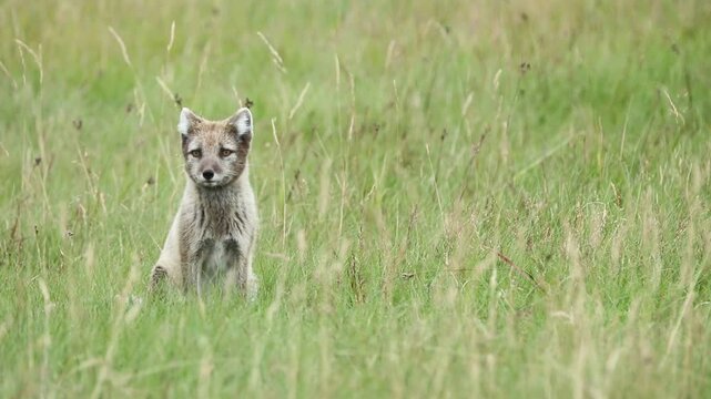 A wild fox in the grass of Iceland