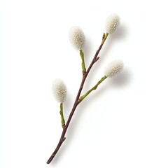 Fototapeta premium A delicate branch featuring fluffy white buds, elegantly presented against a white isolated background, perfect for showcasing nature's beauty.
