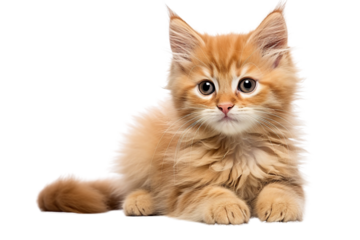 Adorable fluffy orange kitten with big eyes, resting comfortably on a white background.