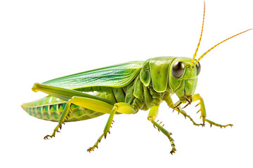 A vibrant green grasshopper perched against a white background, showcasing its intricate wings and features.