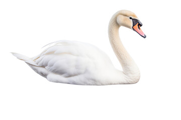 Obraz premium A graceful white swan with a long neck gliding elegantly, showcasing its beauty and serenity.