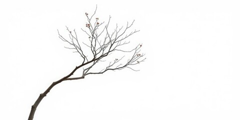 Fototapeta premium Single deciduous tree, stark branches against pure white backdrop, winter, summer