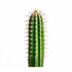 Naklejka premium Colossal Cactus on White