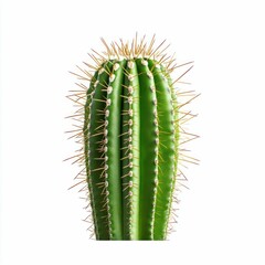 Naklejka premium Colossal Cactus on White