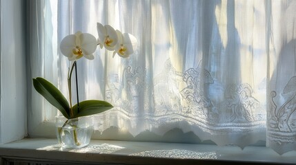A white orchid on a table behind a window curtain, with sunlight casting soft shadows.