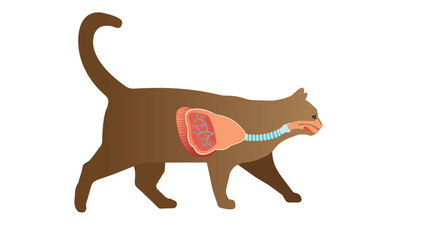 Cat respiratery system