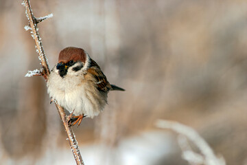 A sparrow sits on a frosty branch against a blurred winter background. The bird's brown and white plumage stands out, capturing the essence of chilly mornings.