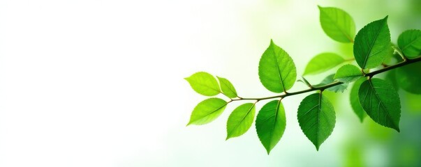Obraz premium green leaf branches isolated on white background, greenery, plant