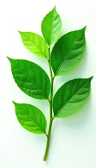 Obraz premium Leafy green foliage isolated on white background, showcasing intricate details and textures, white, botanical, nature