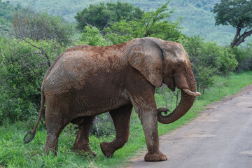 Fototapeta premium African elephant in wildlife reserve nation park Pilanesberg close up detail panoramic view of friendly peaceful grey giants wild living animal