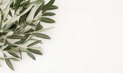 Fototapeta premium Green Olive Branches on White Background