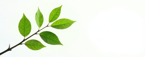 Obraz premium Single branch with foliage against a plain white background, branch, green, white