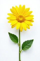 Obraz premium Single daisy on white background with stem and leaves, yellow, sunflower, bright