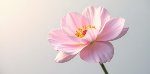 Fototapeta premium Single flower bloom with large petals in a soft pastel color on a plain white background, single bloom, nature