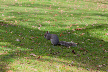 Grey squirrel Sciurus carolinensis in a park on a sunny spring day, Vancouver