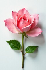 Obraz premium Delicate flower petals unfolding on white surface, gentle, blossoming