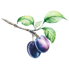plums with leaves.Beautiful watercolor illustration of plums on a branch. Rumors on a branch with leaves.Botanical illustration.Isolated illustration