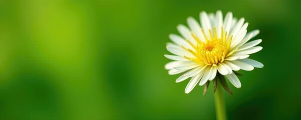 Fototapeta premium Delicate dandelion macro flower on green leaf, botanicalart, sunflower