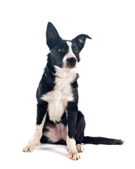 puppy border collie