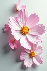 Fototapeta premium Delicate Cosmos petals unfolding on a soft white surface, flora, floral, peaceful